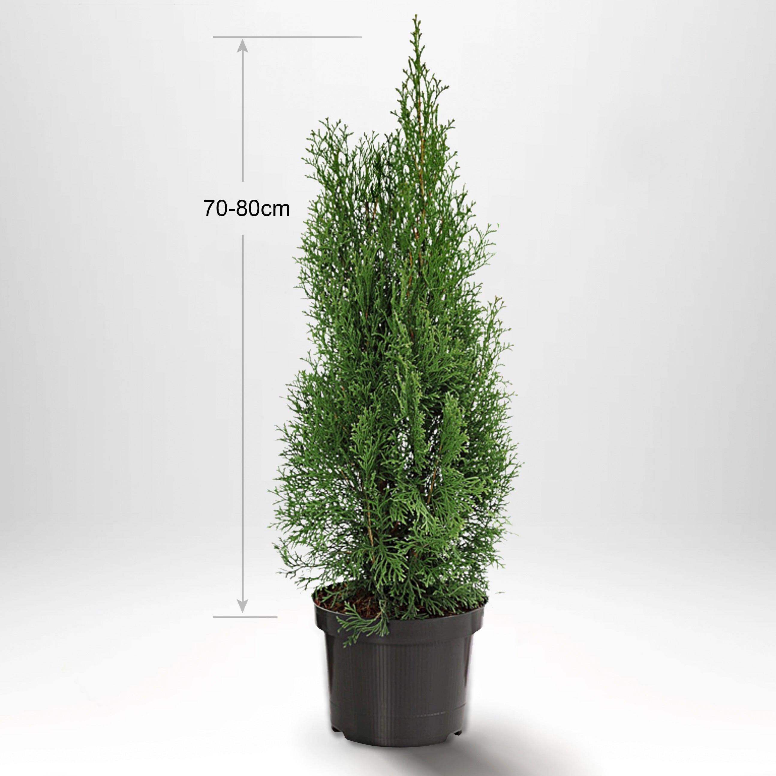 Thuja Smaragd 60-80 cm, Pottedyrket, Kvalitet: Standard